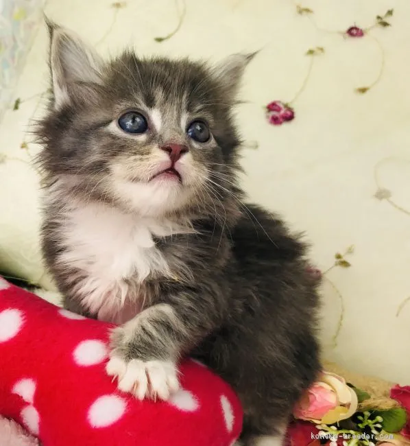 ID：1912-01302の子猫