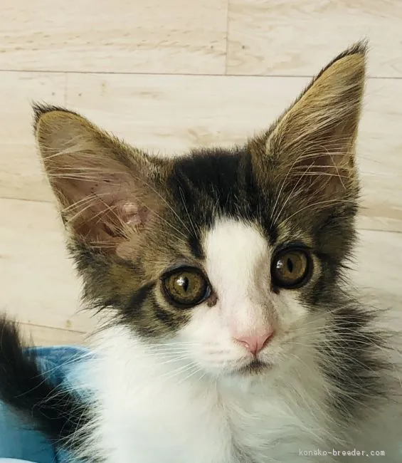 ねんねこ 様のお迎えした子猫