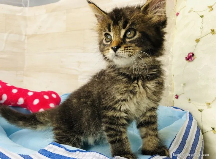 ID：2007-01408の子猫