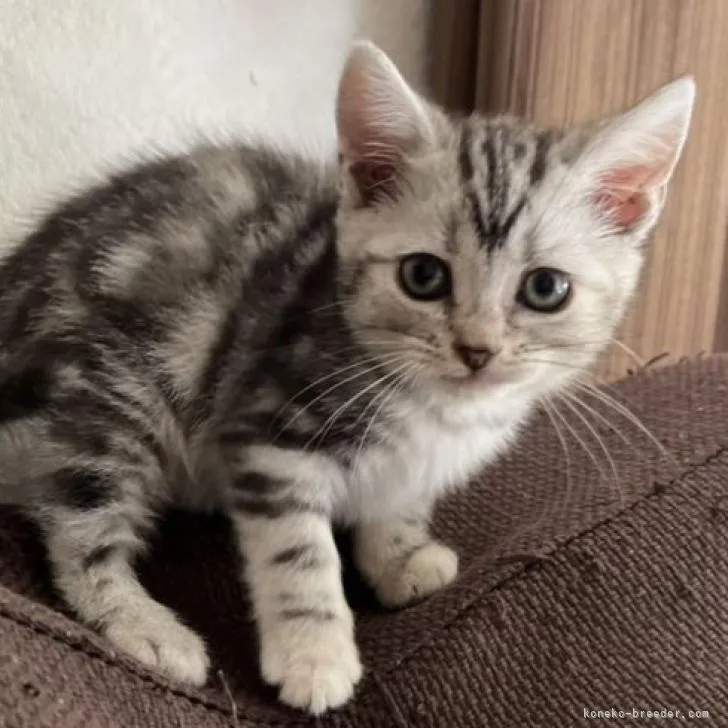 ID:2210-01953の子猫
