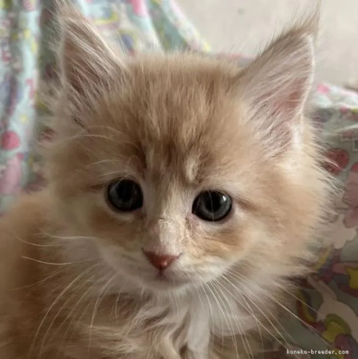 メインクーン【福岡県・女の子・2022年10月9日・クリームタビーホワイト】の写真1