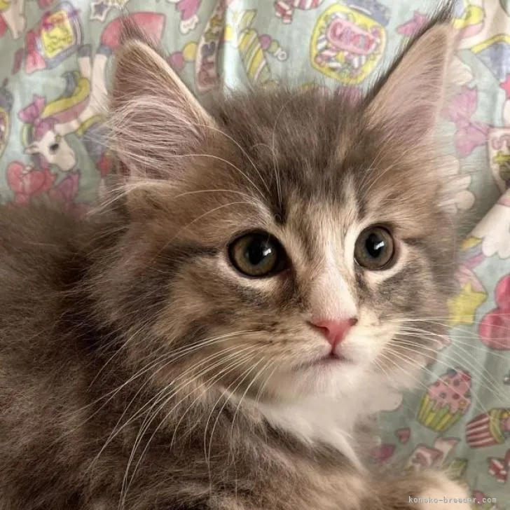 ID：2211-02560の子猫