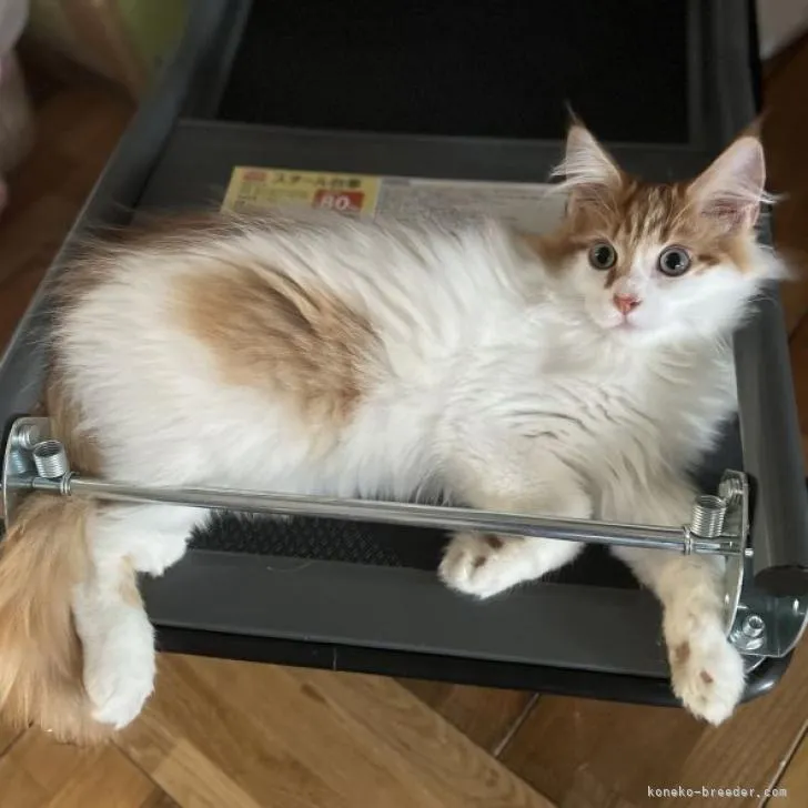 ID:2207-00450の子猫