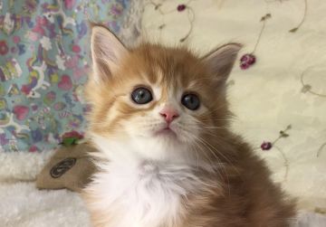 メインクーン【福岡県・男の子・2019年11月18日・レッドタビー&ホワイト（ロング）】の写真「両親遺伝子検査済」