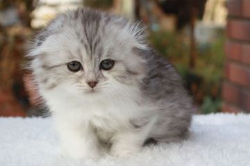 スコティッシュフォールド(折れ耳)【福岡県・女の子・2018年12月16日・シルバータビー&ホワイト（ロング　）】の写真「ふわふわ！可愛いです！！」