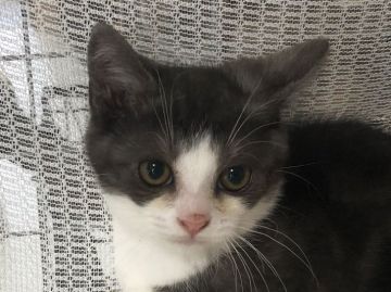 スコティッシュフォールド(立ち耳)【福岡県・女の子・2019年2月25日・ブラックアンドホワイト】の写真「元気いっぱいです」