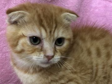 スコティッシュフォールド(折れ耳)【福岡県・男の子・2019年2月28日・レッドタビー】の写真「大幅お値引き中💕」