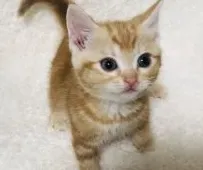 アメリカンショートヘア【福岡県・女の子・2020年3月7日・レッドタビー】の写真1「4／27撮影」