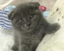 スコティッシュフォールド(折れ耳)【福岡県・男の子・2020年7月1日・ブルータビー】の写真1「8／20撮影」