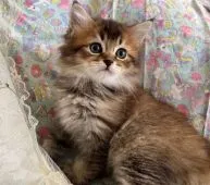 ミヌエット(長足)【福岡県・男の子・2022年9月21日・ブラウンタビーホワイト】の写真1「11／7撮影」