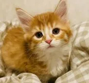 メインクーン【福岡県・女の子・2019年11月18日・レッドタビー&ホワイト】の写真1