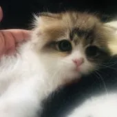 スコティッシュフォールド(折れ耳)【福岡県・男の子・2020年6月21日・ブラウンタビーホワイト】の写真1「8／20撮影」