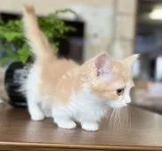 ミヌエット【福岡県・女の子・2022年2月10日・クリームアンドホワイト】の写真2