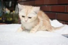 アメリカンショートヘア【福岡県・男の子・2018年12月10日・クリームタビー】の写真2