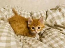 メインクーン【福岡県・女の子・2019年11月18日・レッドタビー&ホワイト】の写真2