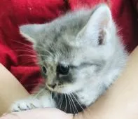 スコティッシュフォールド(立ち耳)【福岡県・女の子・2020年4月13日・ブルータビー】の写真2