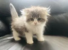 スコティッシュフォールド(折れ耳)【福岡県・男の子・2020年6月21日・ブラウンタビーホワイト】の写真2