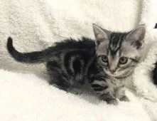 アメリカンショートヘア【福岡県・男の子・2021年4月28日・シルバータビー】の写真2