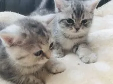 スコティッシュフォールド(立ち耳)【福岡県・女の子・2019年11月12日・シルバーパッチドタビー】の写真2「左の子です」