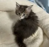 メインクーン【福岡県・女の子・2023年4月27日・ブルータビー】の写真2