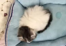 サイベリアン【福岡県・男の子・2020年9月15日・ブルータビーホワイト】の写真3