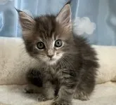 メインクーン【福岡県・女の子・2023年4月27日・ブルータビー】の写真3