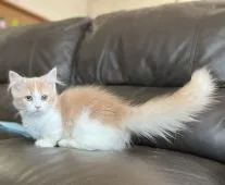 ミヌエット【福岡県・女の子・2022年2月10日・クリームアンドホワイト】の写真3