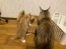 メインクーン【福岡県・女の子・2019年11月18日・レッドタビー&ホワイト】の写真3「ママのご飯をつまみ食い中❣️」