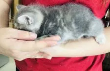 スコティッシュフォールド(立ち耳)【福岡県・女の子・2020年4月13日・ブルータビー】の写真4