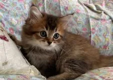 ミヌエット(長足)【福岡県・男の子・2022年9月21日・ブラウンタビーホワイト】の写真4