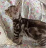 アメリカンショートヘア【福岡県・女の子・2022年8月15日・シルバーパッチドタビー】の写真4