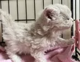 セルカークレックス【福岡県・女の子・2024年11月3日・クリーム】の写真5