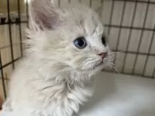 セルカークレックス【福岡県・女の子・2024年11月3日・クリーム】の写真10