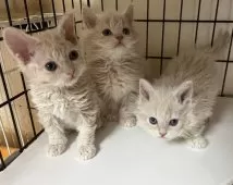 セルカークレックス【福岡県・女の子・2024年11月3日・クリーム】の写真11