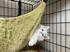 セルカークレックス【福岡県・女の子・2024年11月3日・クリーム】の写真13