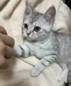 スコティッシュフォールド(立ち耳)【福岡県・女の子・2025年9月1日・シルバータビー】の写真15