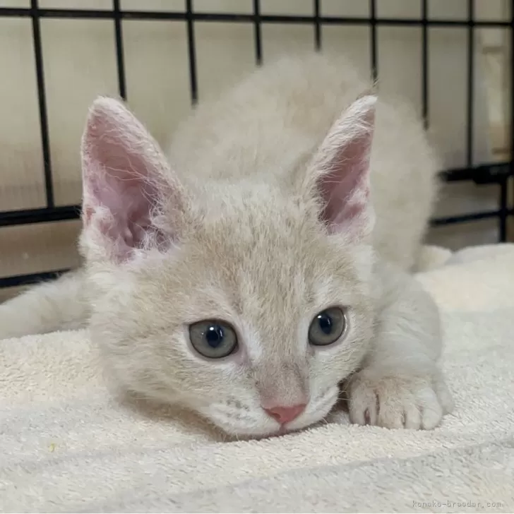 父スコ 母 セルカークレックス【福岡県・女の子・2025年6月29日・クリームタビー】の写真1