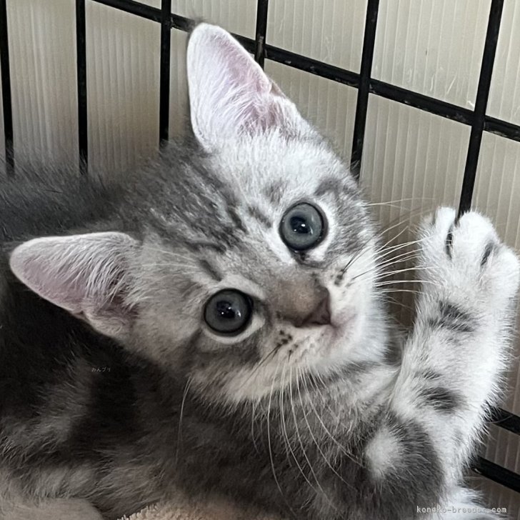 ブリーダー画像