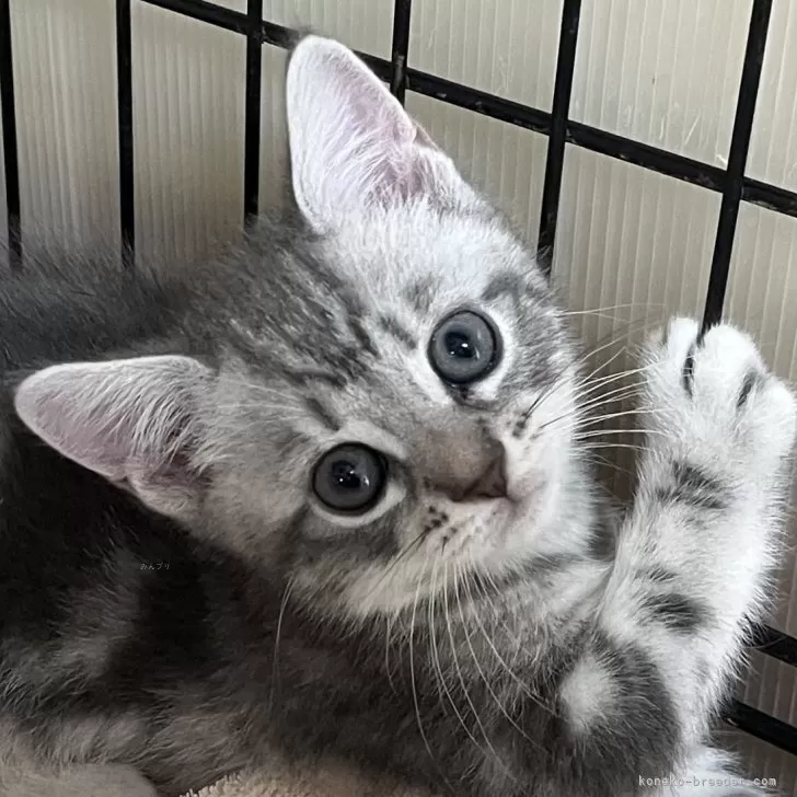 ID：2510-01070の子猫