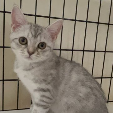 スコティッシュフォールド(立ち耳)【福岡県・女の子・2025年9月1日・シルバータビー（短毛）】の写真「ふわふわキュート💕」