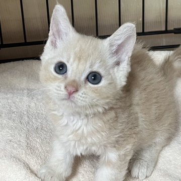 父セルカークレックス 母 スコ【福岡県・女の子・2025年6月29日・クリームタビー】の写真「ふわふわキュート💕」