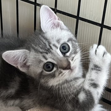 スコティッシュフォールド(立ち耳)【福岡県・男の子・2025年9月1日・ブルー（短毛）】の写真「ふわふわキュート💕」