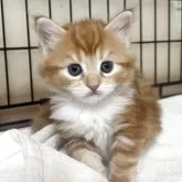 父メインクーン 母 ミヌエット