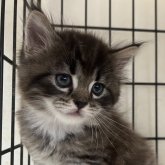 父セルカークレックス 母 ミヌエット