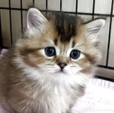 ラムキン