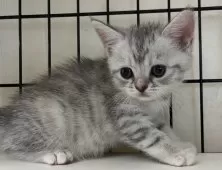 スコティッシュフォールド(立ち耳)【福岡県・女の子・2025年9月1日・シルバータビー】の写真2