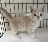 父スコ 母 セルカークレックス【福岡県・女の子・2025年6月29日・クリームタビー】の写真5