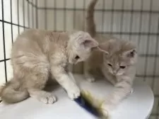 父スコ 母 セルカークレックス【福岡県・女の子・2025年6月29日・クリームタビー】の写真6