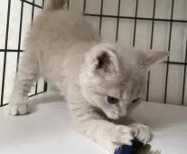 父スコ 母 セルカークレックス【福岡県・女の子・2025年6月29日・クリームタビー】の写真7