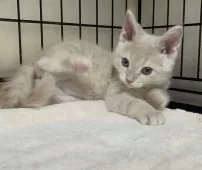 父スコ 母 セルカークレックス【福岡県・女の子・2025年6月29日・クリームタビー】の写真8